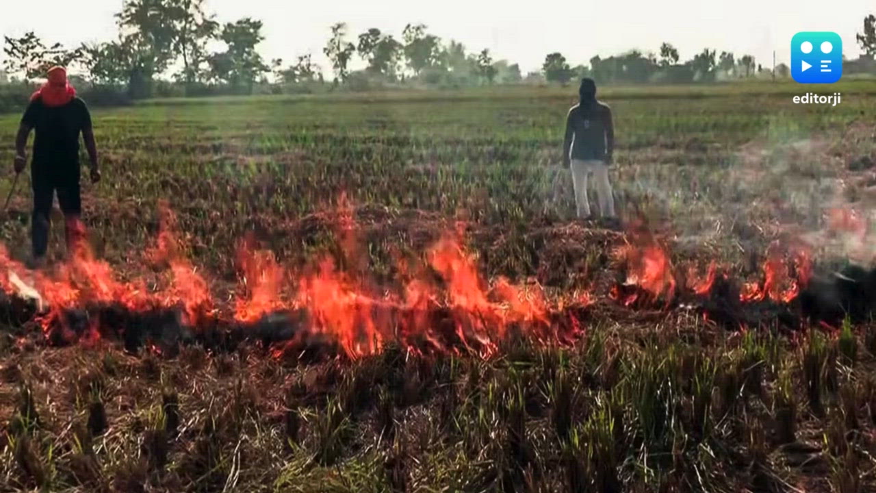 Punjab: 122 stubble burning incidents on Sunday mark highest single-day spike this season Punjab: 122 stubble burning incidents on Sunday mark highest single-day spike this season