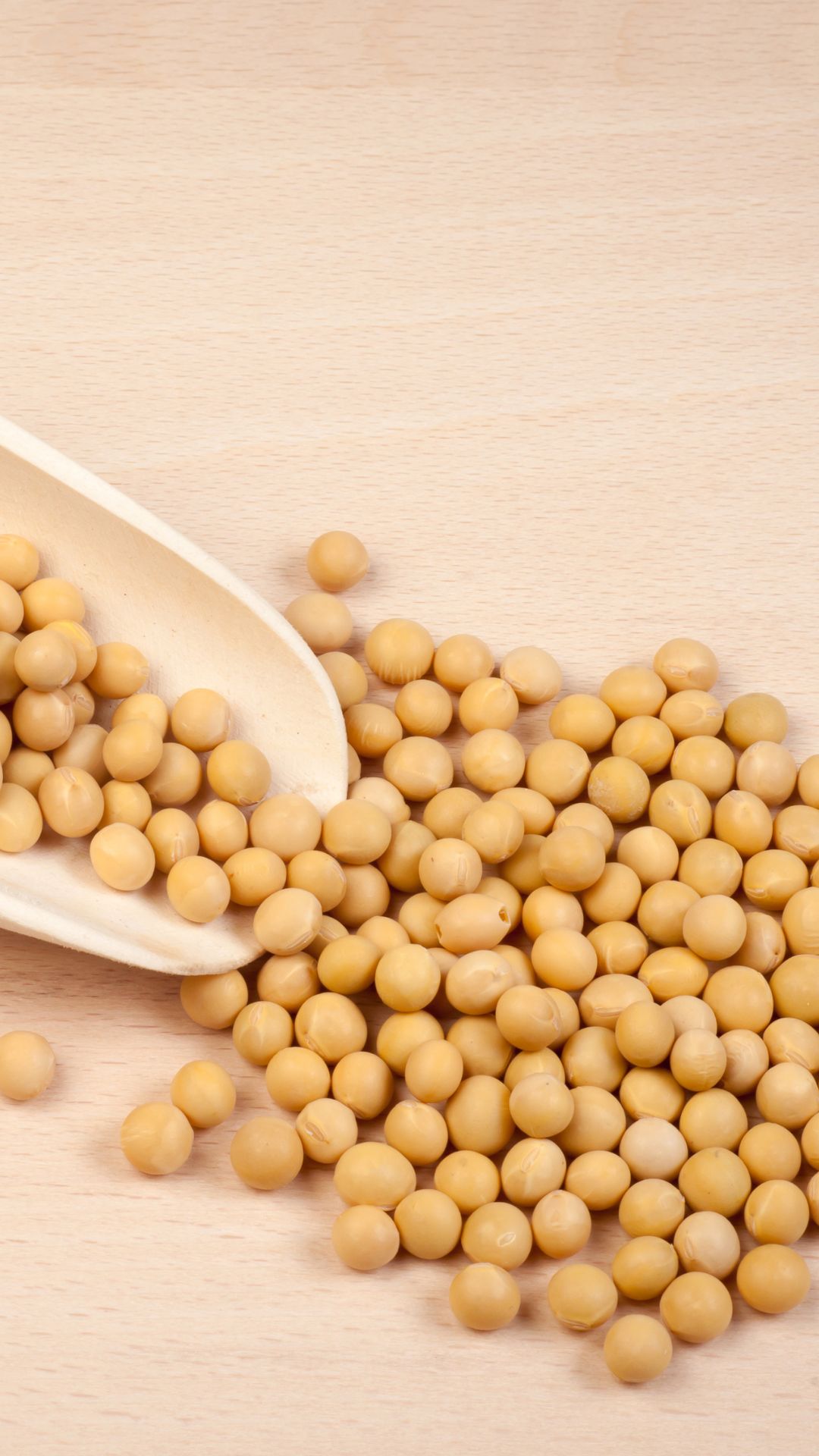 Soya Bean