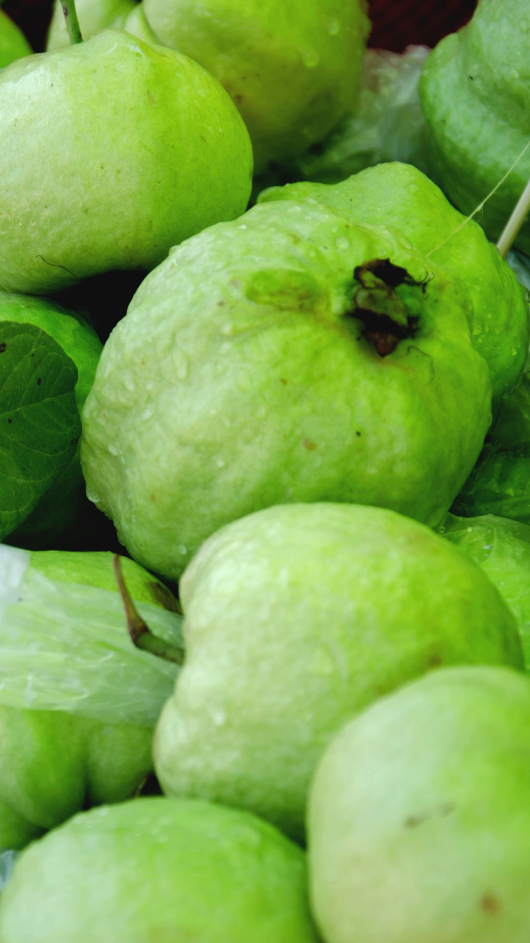 Guava