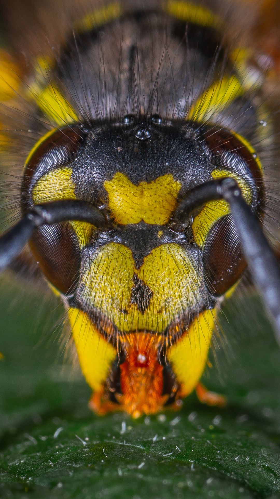 Macro Photography Mastery