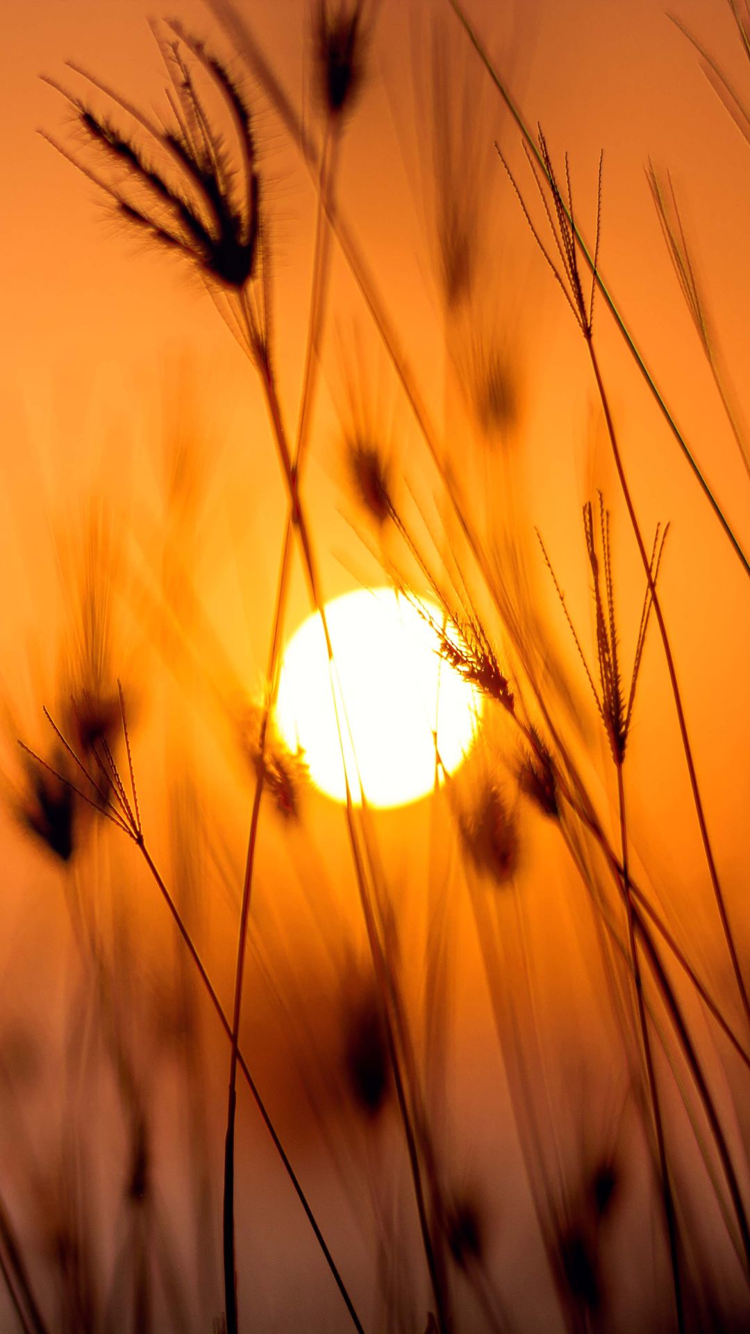 Silhouette Photography Against Sun