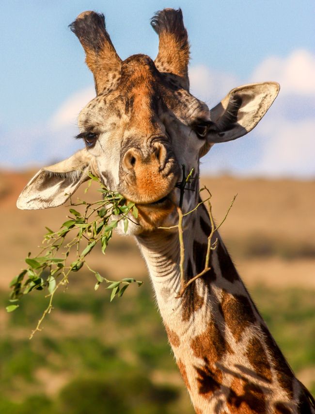 Fascinating Animals with Black Tongues