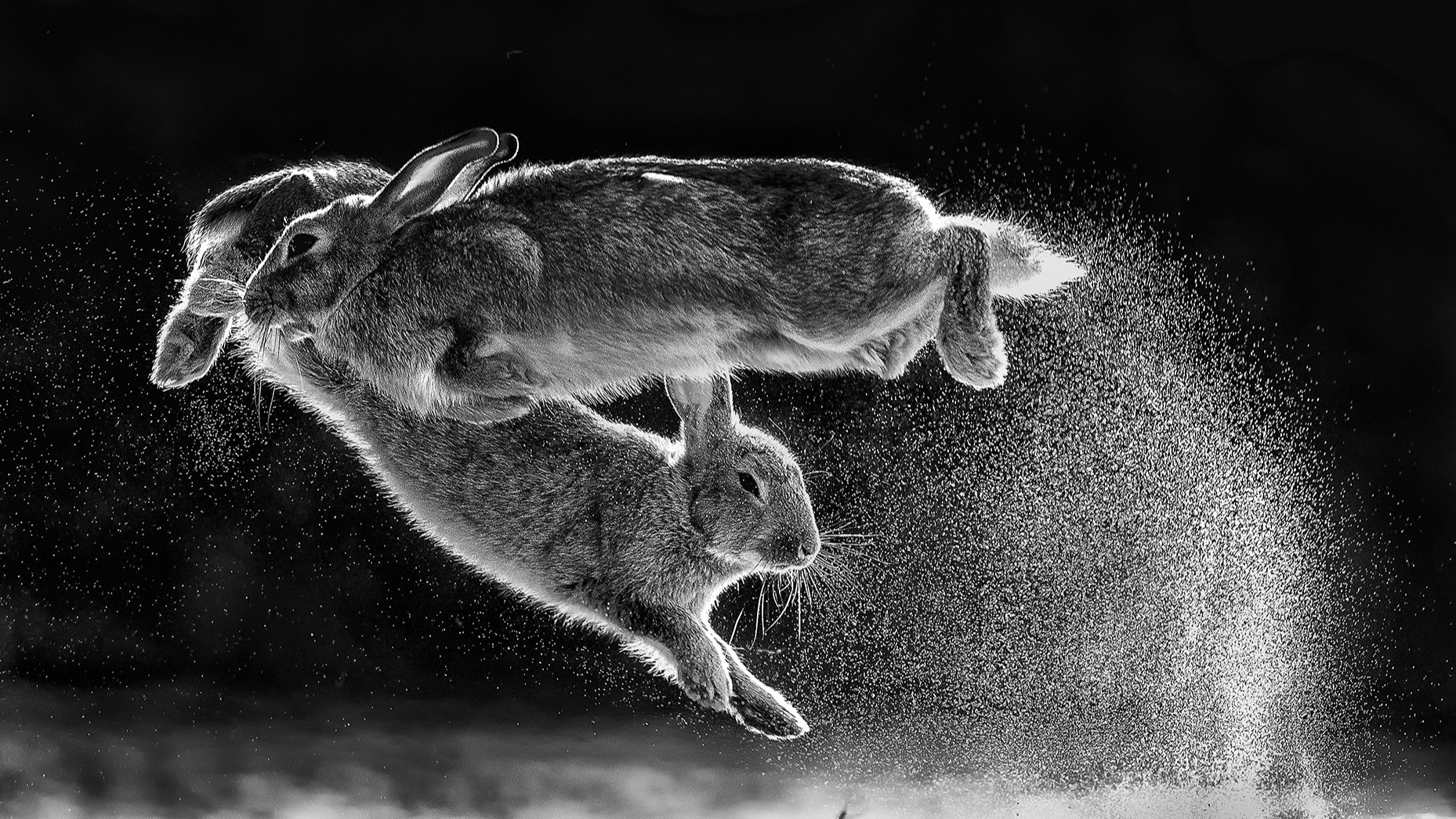 Mesmerising photo of ‘leaping rabbits’ wins top photography award