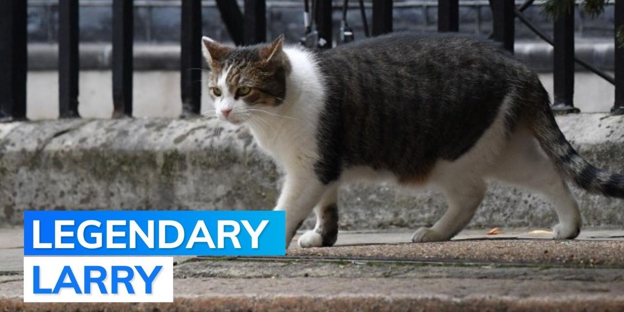 Meet Larry the cat No.10 Downing Street‘s Chief Mouser and history
