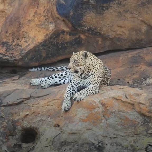 India‘s leopard count up 60%, PM Modi cheers | Editorji
