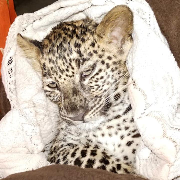 Watch: Leopard cub lost in rain rescued in Mumbai‘s Aarey | Editorji