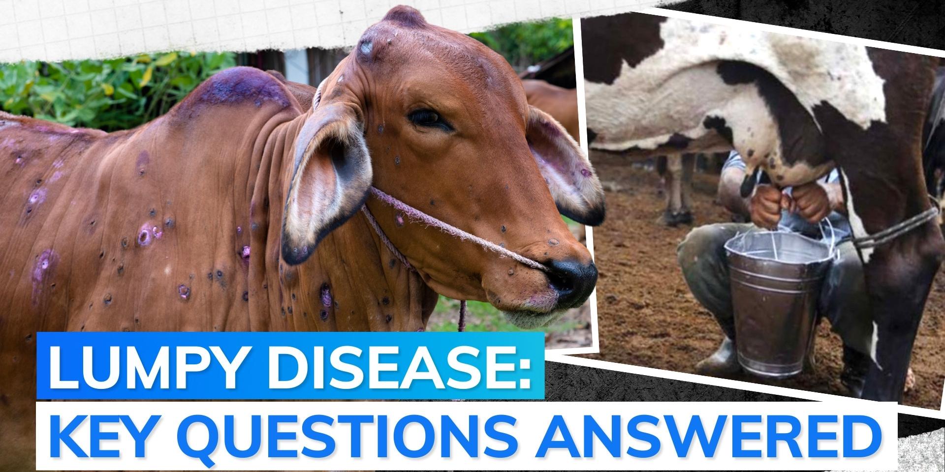 Explained Is milk of Lumpy disease affected animal safe for human