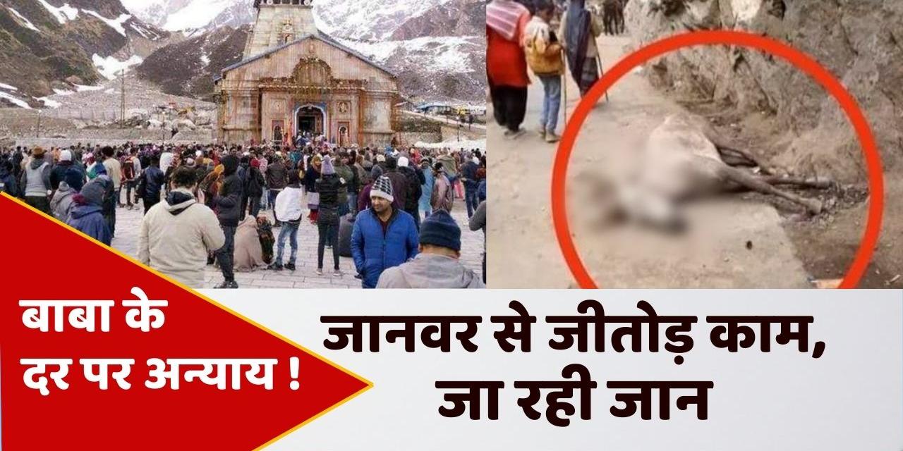 Kedarnath Dham 60 horses and mules died in 16 days, more work is being