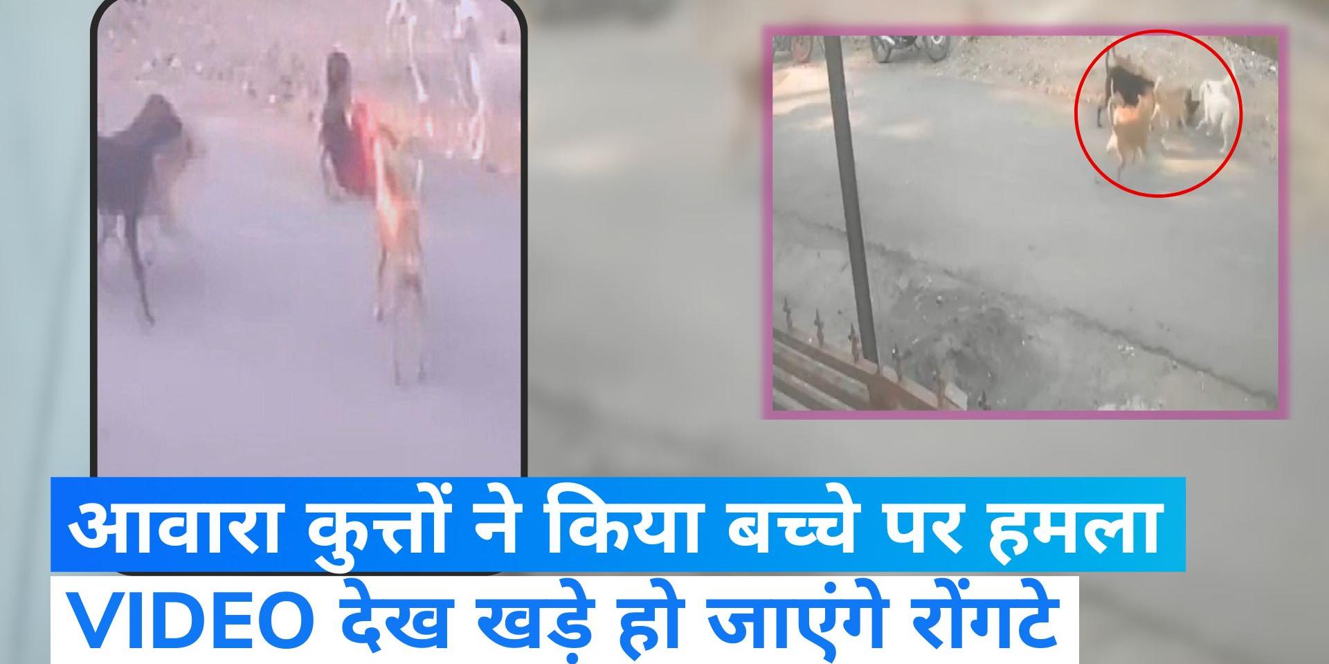 Viral Video: A pack of stray dogs attacked a child in Maharashtra ...