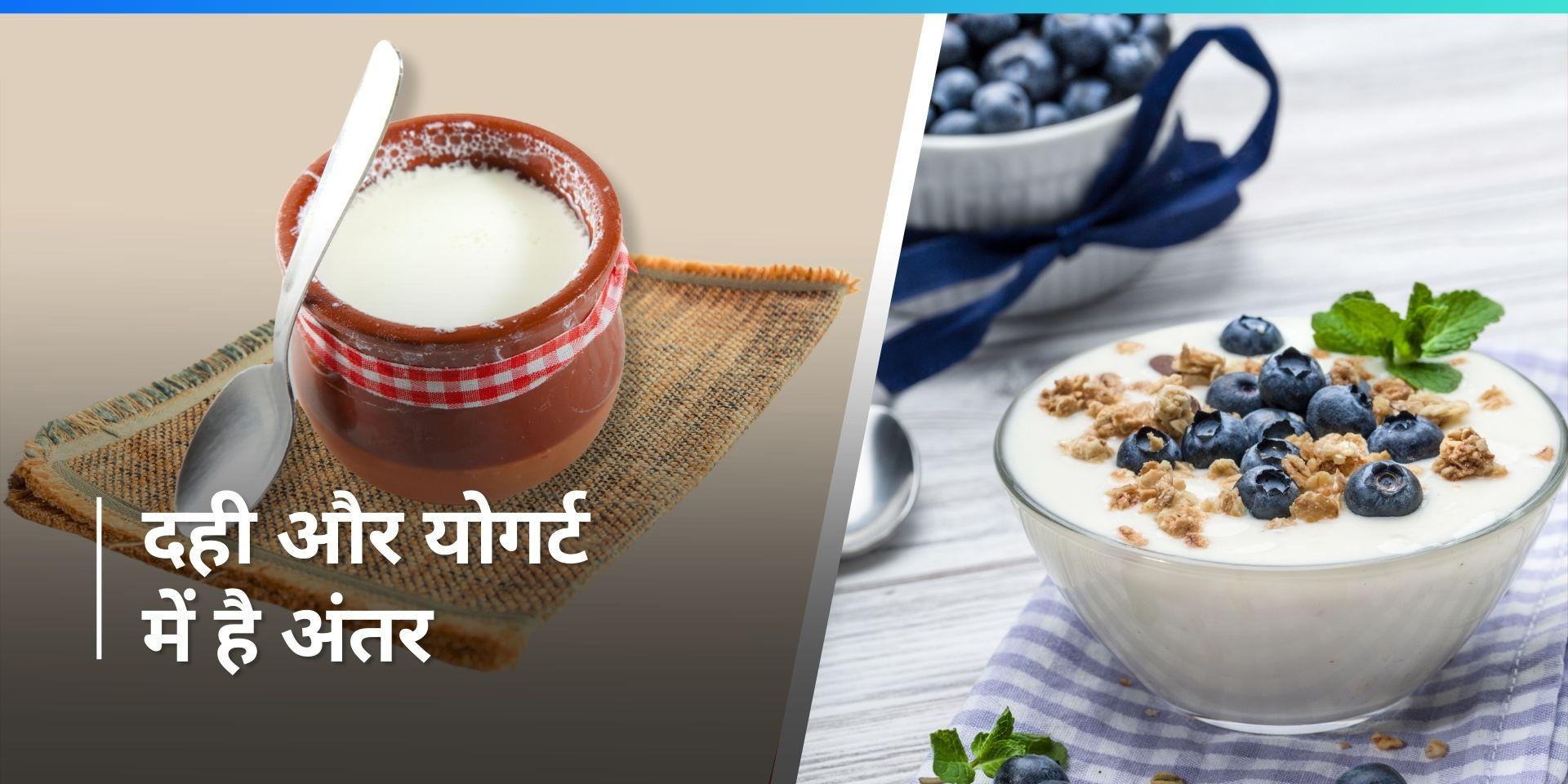 know the difference between curd and yogurt क्या आप जानते हैं दही और