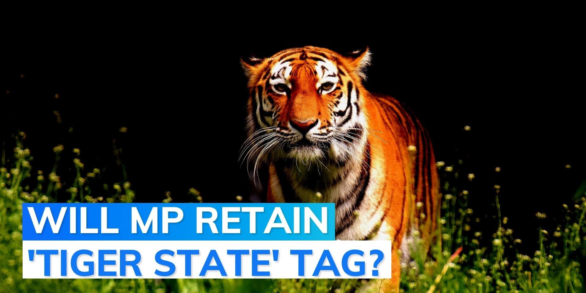 Tiger census Madhya Pradesh lost 34 big cats in 2022, Karnataka 15