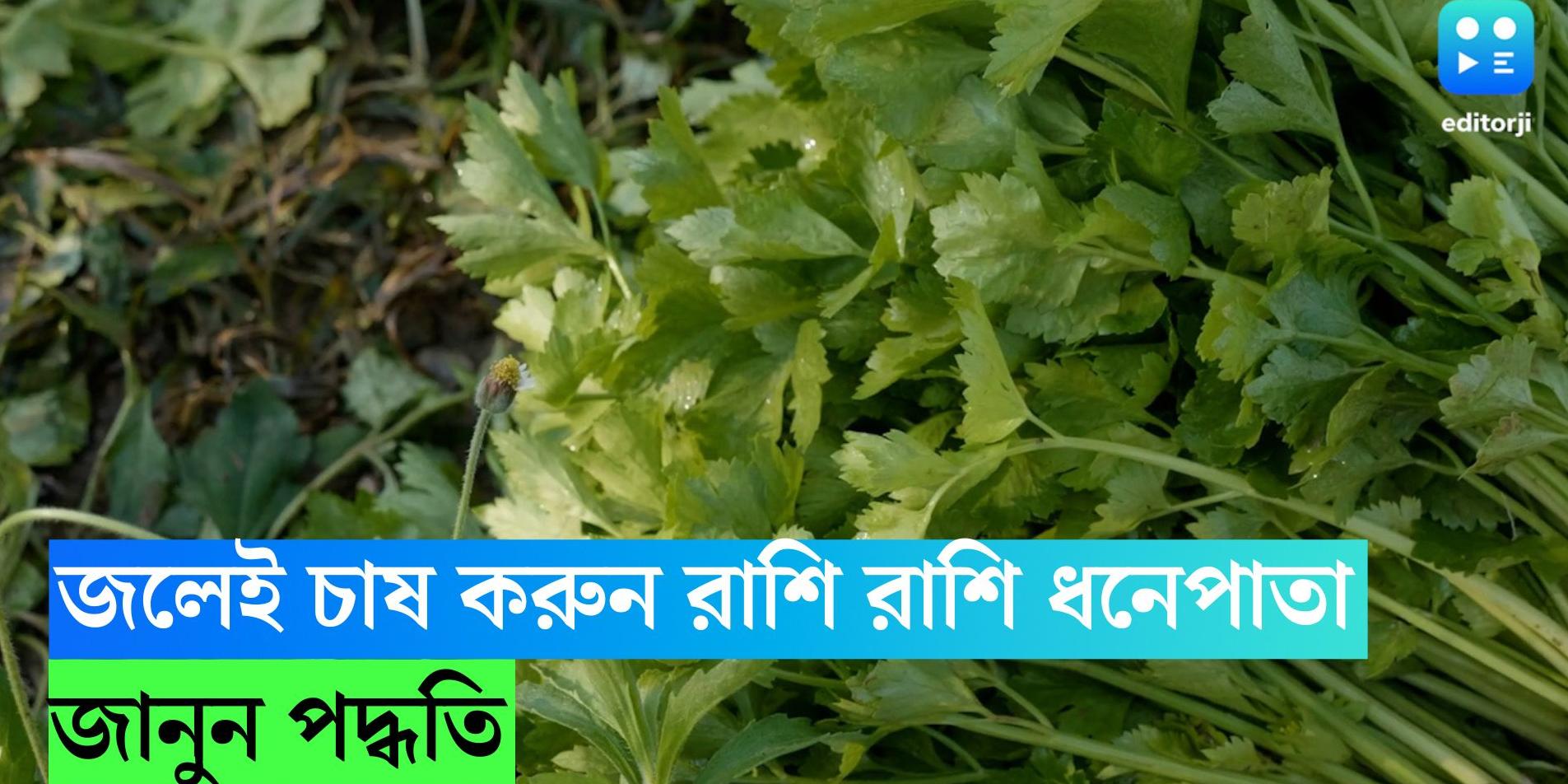 coriander leaves farming process at home Coriander Leaves Plant বাড়িতে জলেই চাষ করুন রাশি