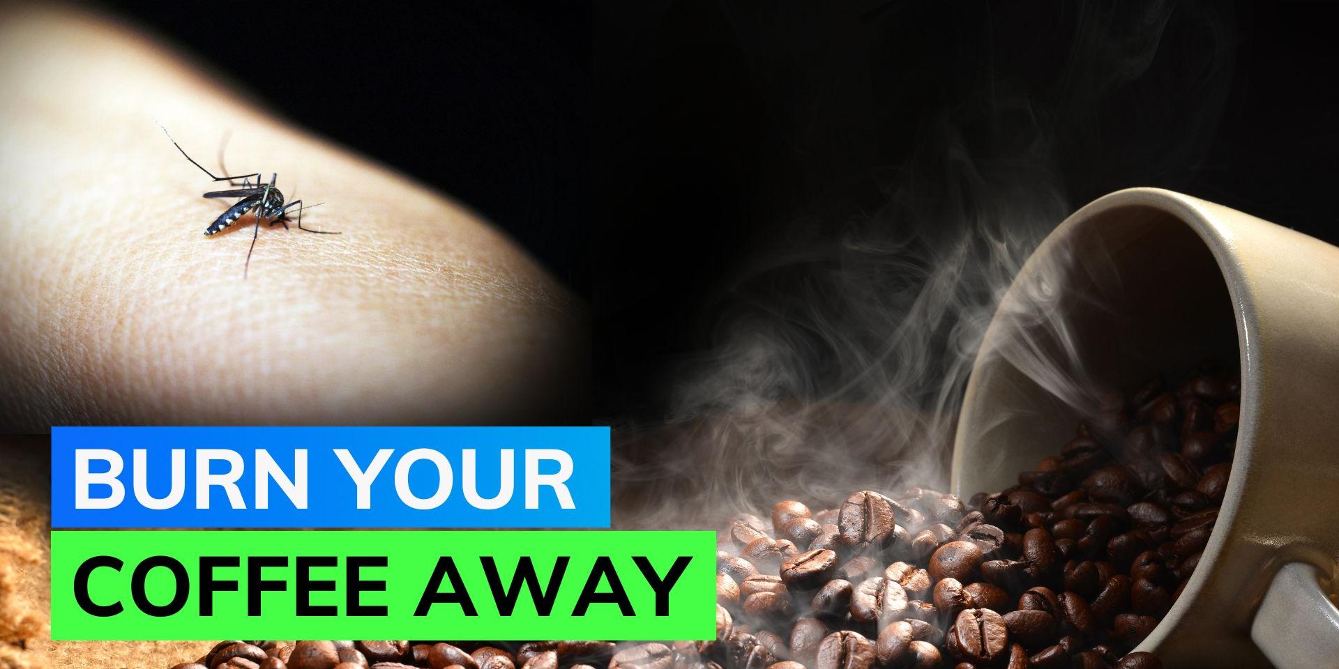 Can burning coffee repel mosquitoes? Know all about this viral hack