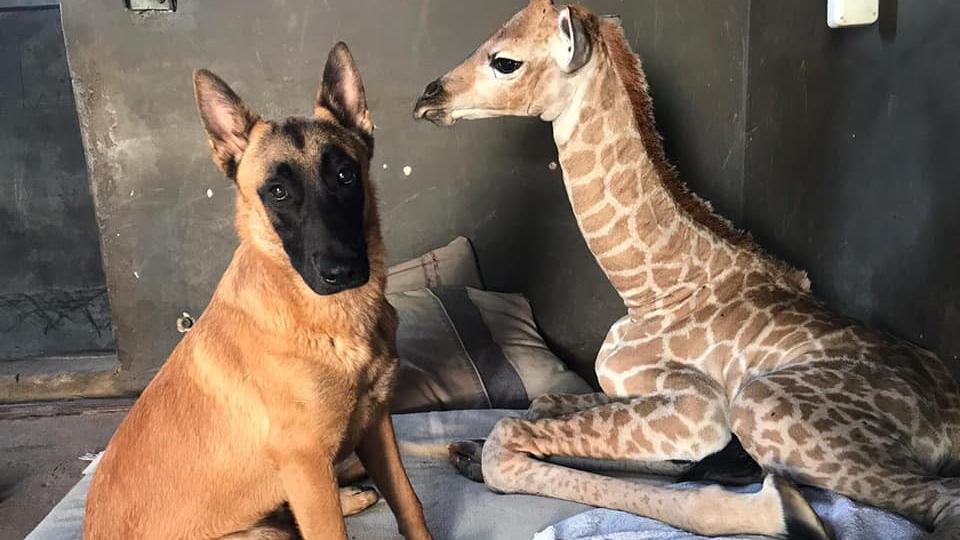 Abandoned giraffe, whose photos went viral for befriending dog, dies