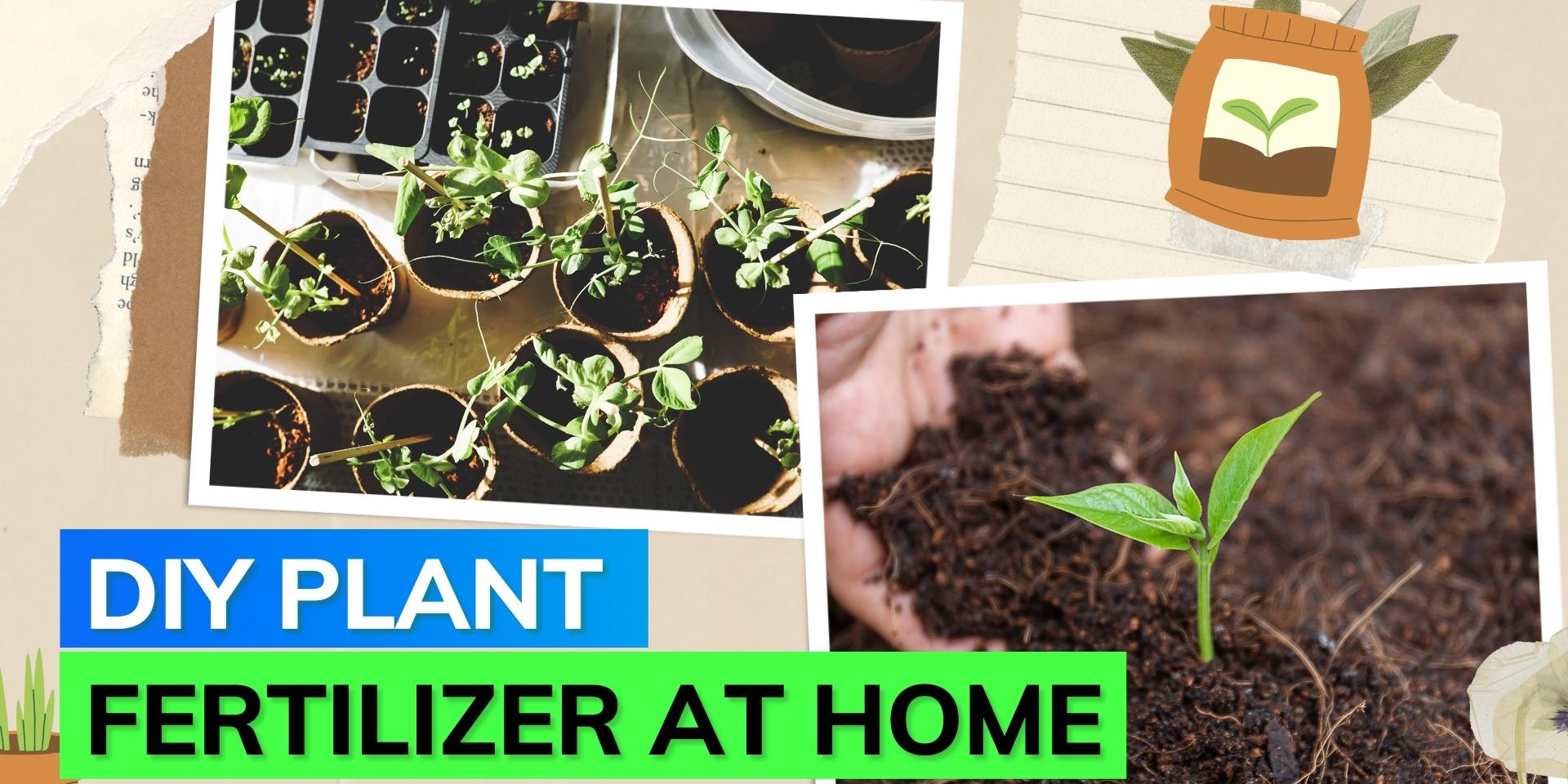 Now using chemical fertilizers, here‘s a DIY method to make