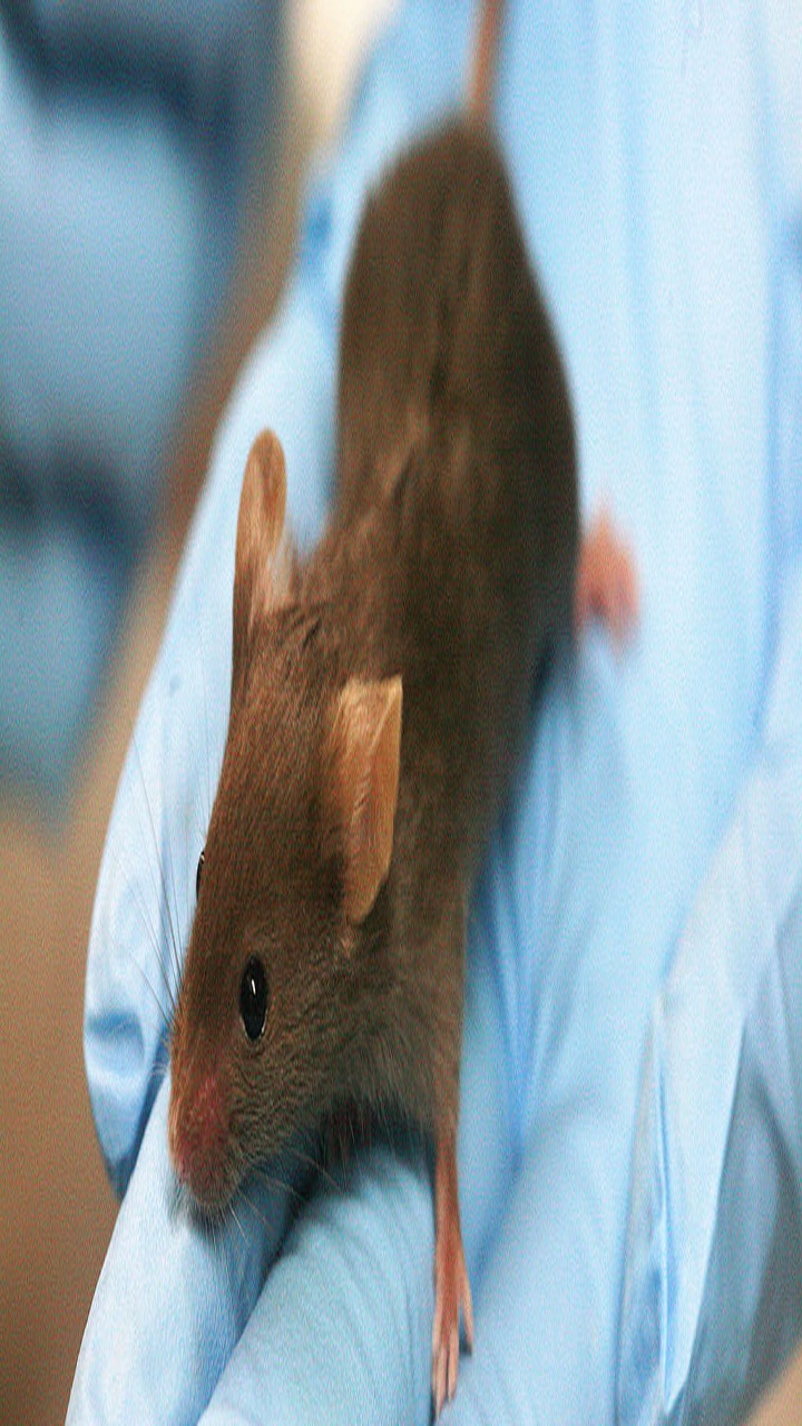 Rodent Research — 2014