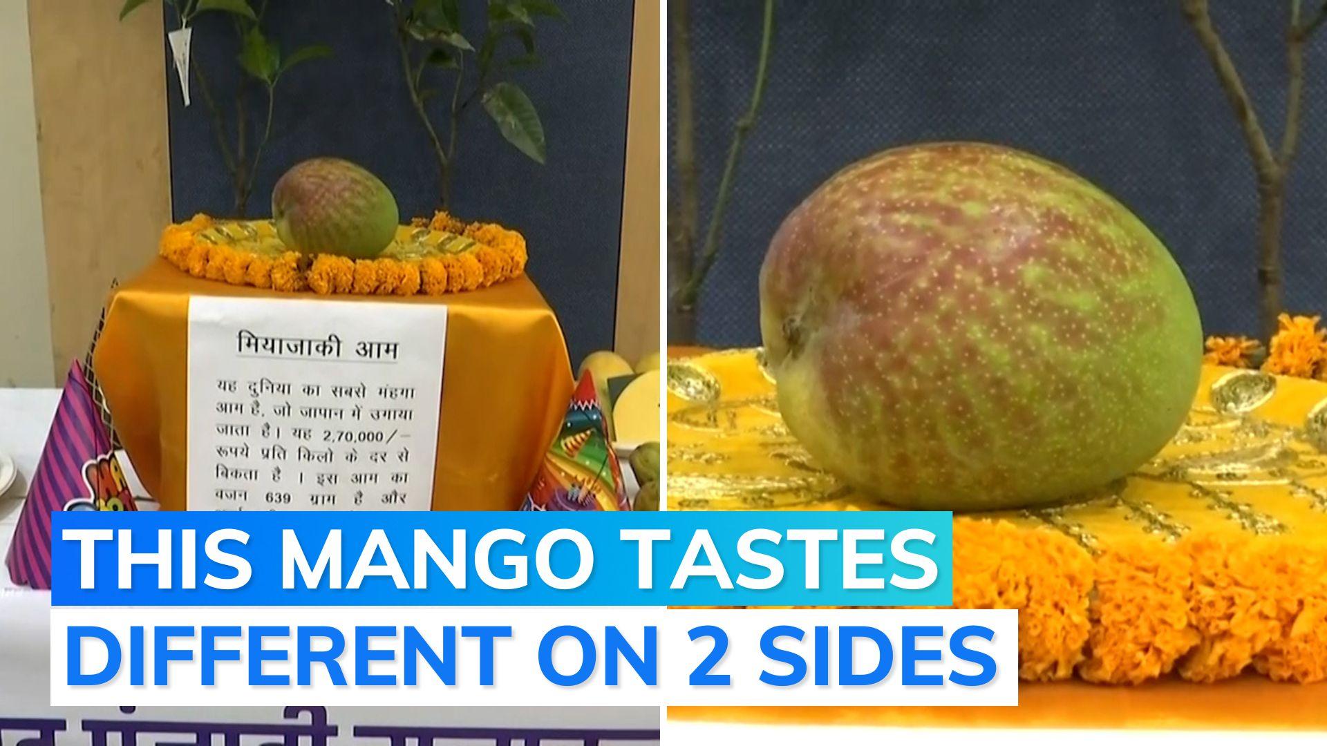 World‘s costliest mango at Raipur festival. Watch how much it costs