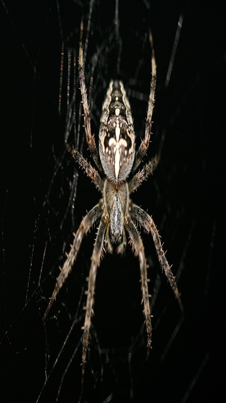 Spider Silk Spin — 2008
