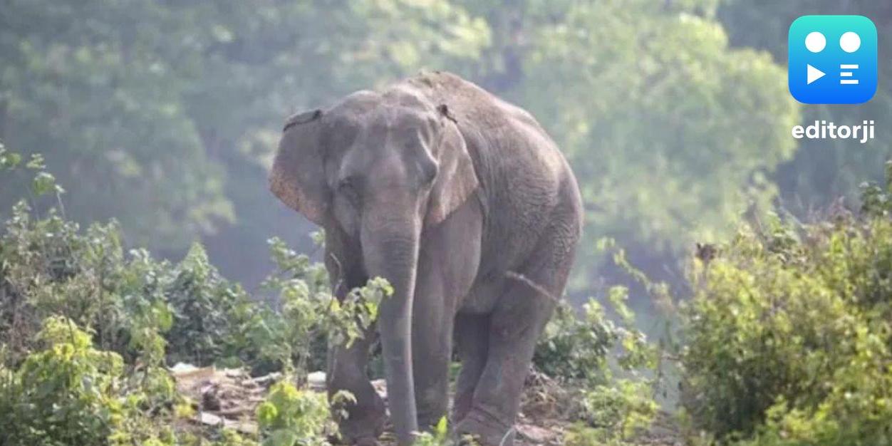Man Killed by Elephant in Chhattisgarh‘s Raigarh | Editorji