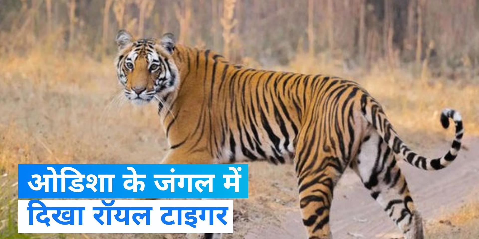 Odisha 2 thousand KM. Bengal Tiger reached Odisha from Maharashtra